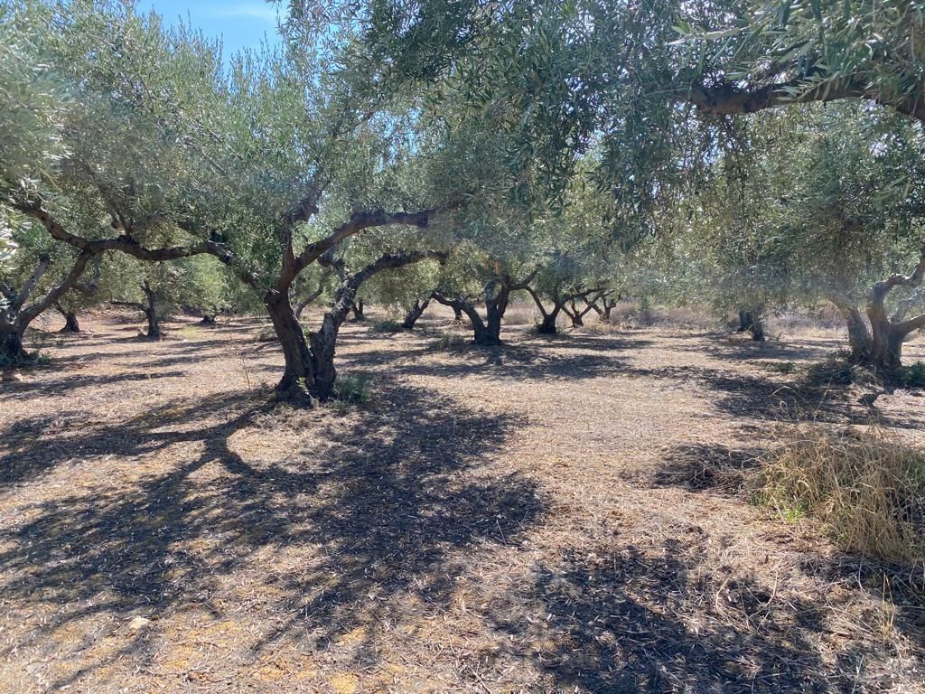 Grundstück in Heraklion, Griechenland, 5 350 m² - Foto 4