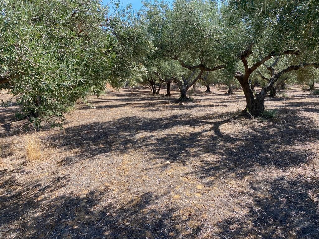 Grundstück in Heraklion, Griechenland, 5 350 m² - Foto 5