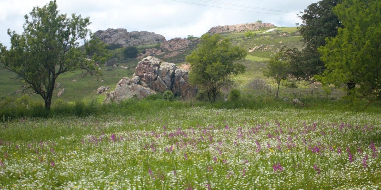 Terrain à Paphos, Chypre, 12 041 m² - image 1