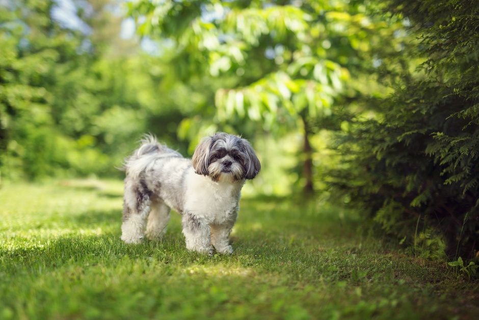 Appartement à Budapest, Hongrie, 48 m² - image 6