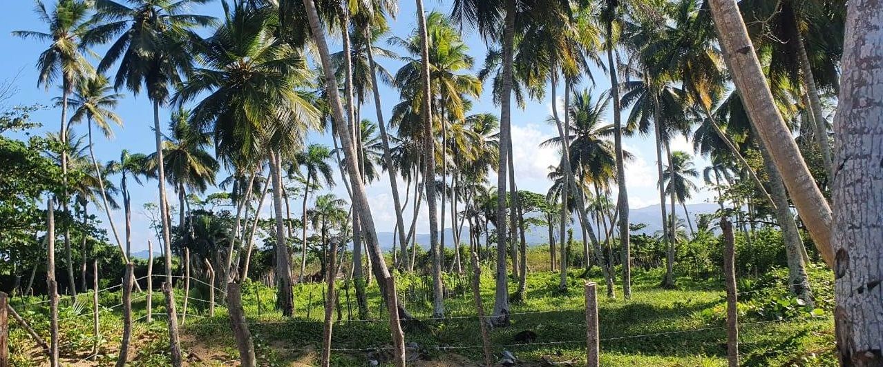 Land in Punta Cana, Dominican Republic, 3 999 m² - picture 4