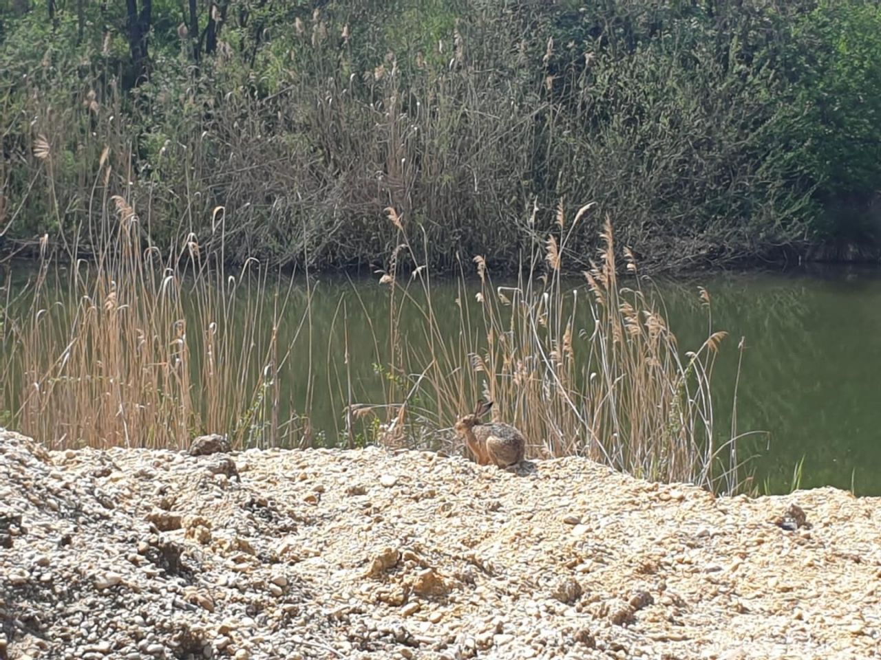 Terreno Edve, Hungría, 13 593 m² - imagen 3