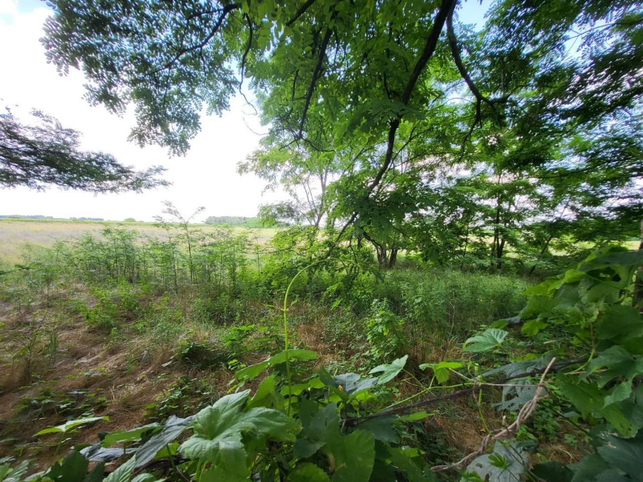 Land Örkény, Hungary, 480 000 m² - picture 5