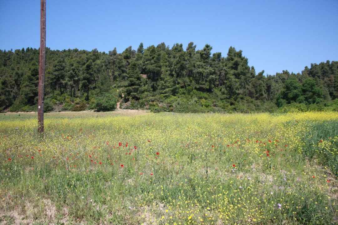 Terreno en Calcídica, Grecia, 18 000 m² - imagen 1