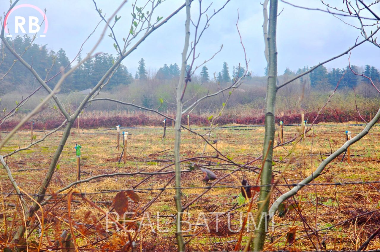 Terreno a Batumi, Georgia, 18 494 m2 - foto 2