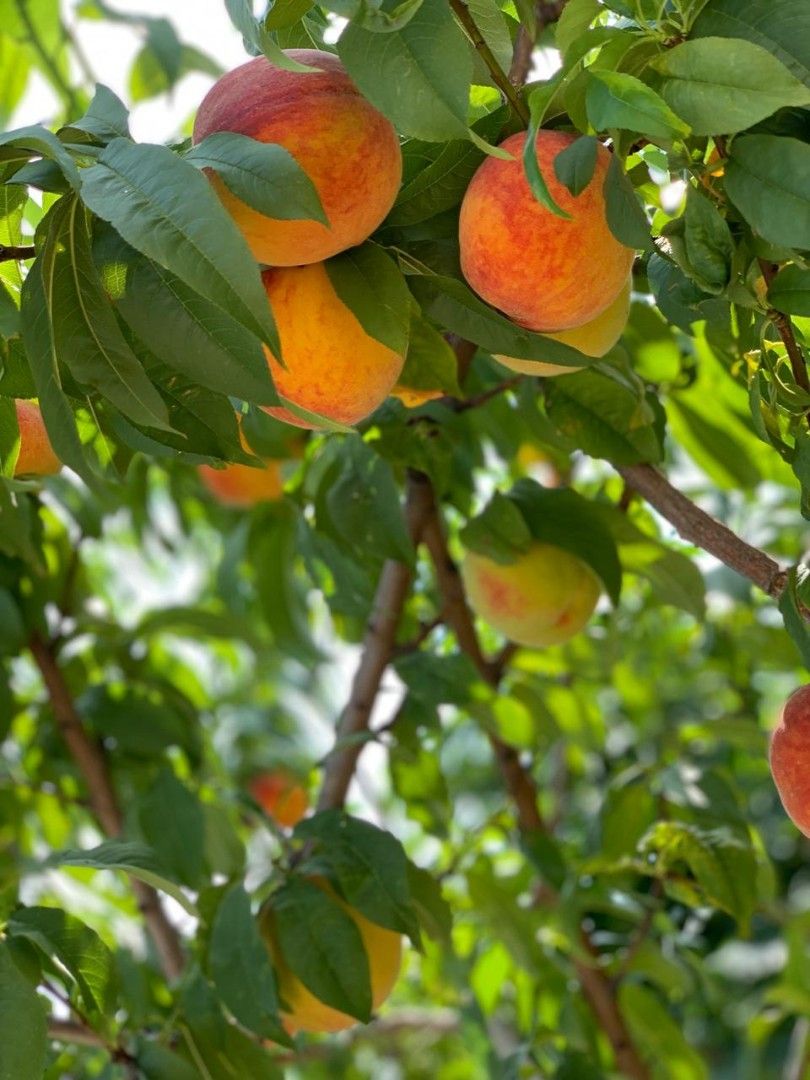 Villa en Herceg-Novi, Montenegro, 230 m² - imagen 9