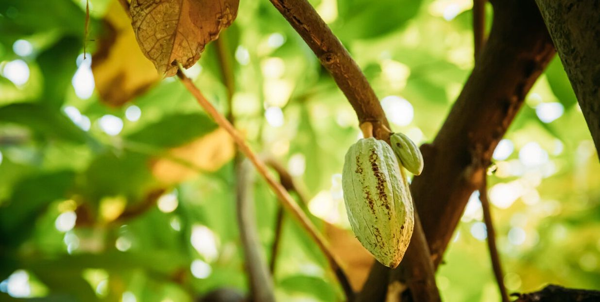 Land in Puerto Plata, Dominican Republic, 70 337 m² - picture 3