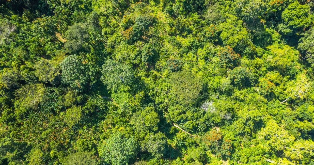 Land in Puerto Plata, Dominican Republic, 70 337 m² - picture 5