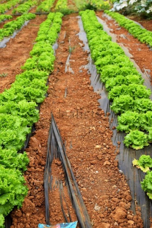 Finca en Algarve, Portugal, 101 520 m² - imagen 4