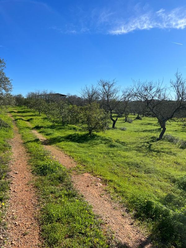 Tenuta in Algarve, Portogallo, 126 810 a - foto 5
