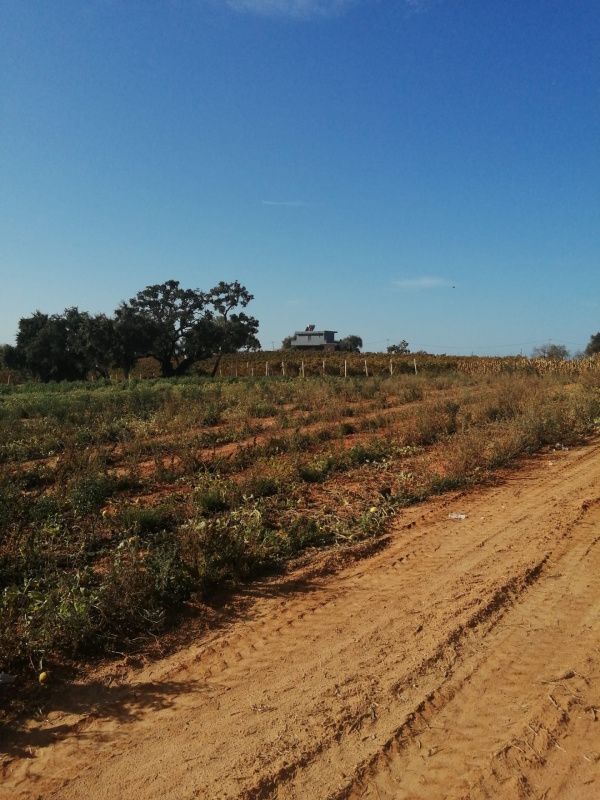 Finca en Algarve, Portugal, 101 520 m² - imagen 8