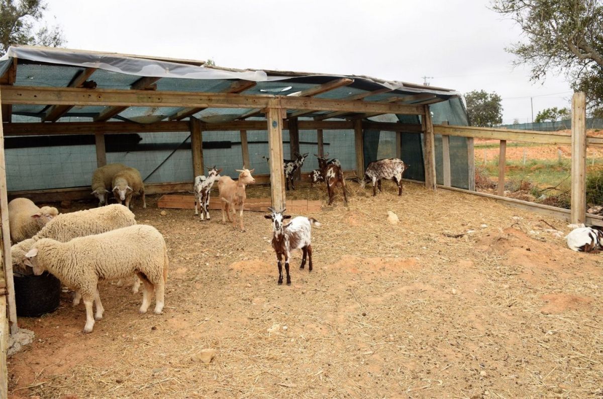 Finca en Algarve, Portugal, 101 520 m² - imagen 12