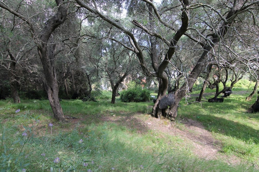 Terrain à Corfou, Grèce, 4 200 m² - image 1