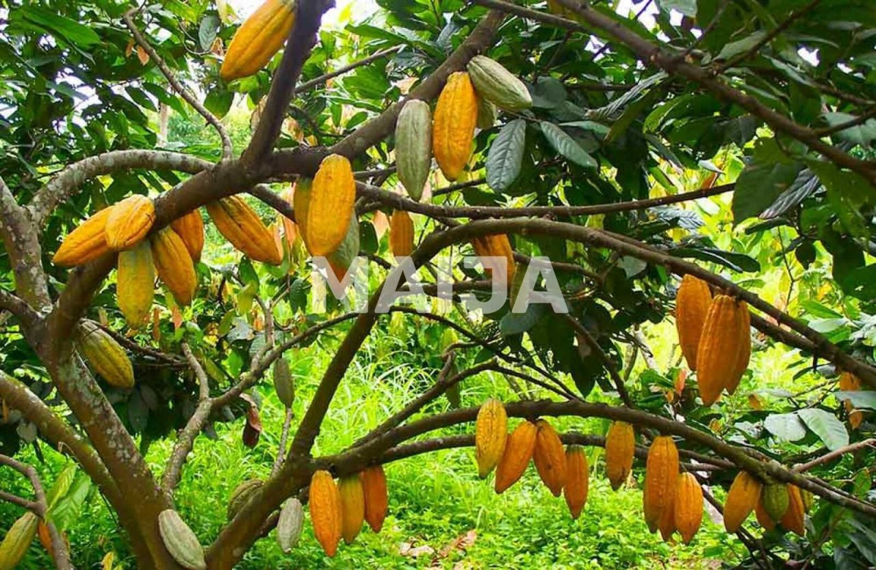 Industrial en Gaspar Hernández, República Dominicana, 4 340 000 m² - imagen 2