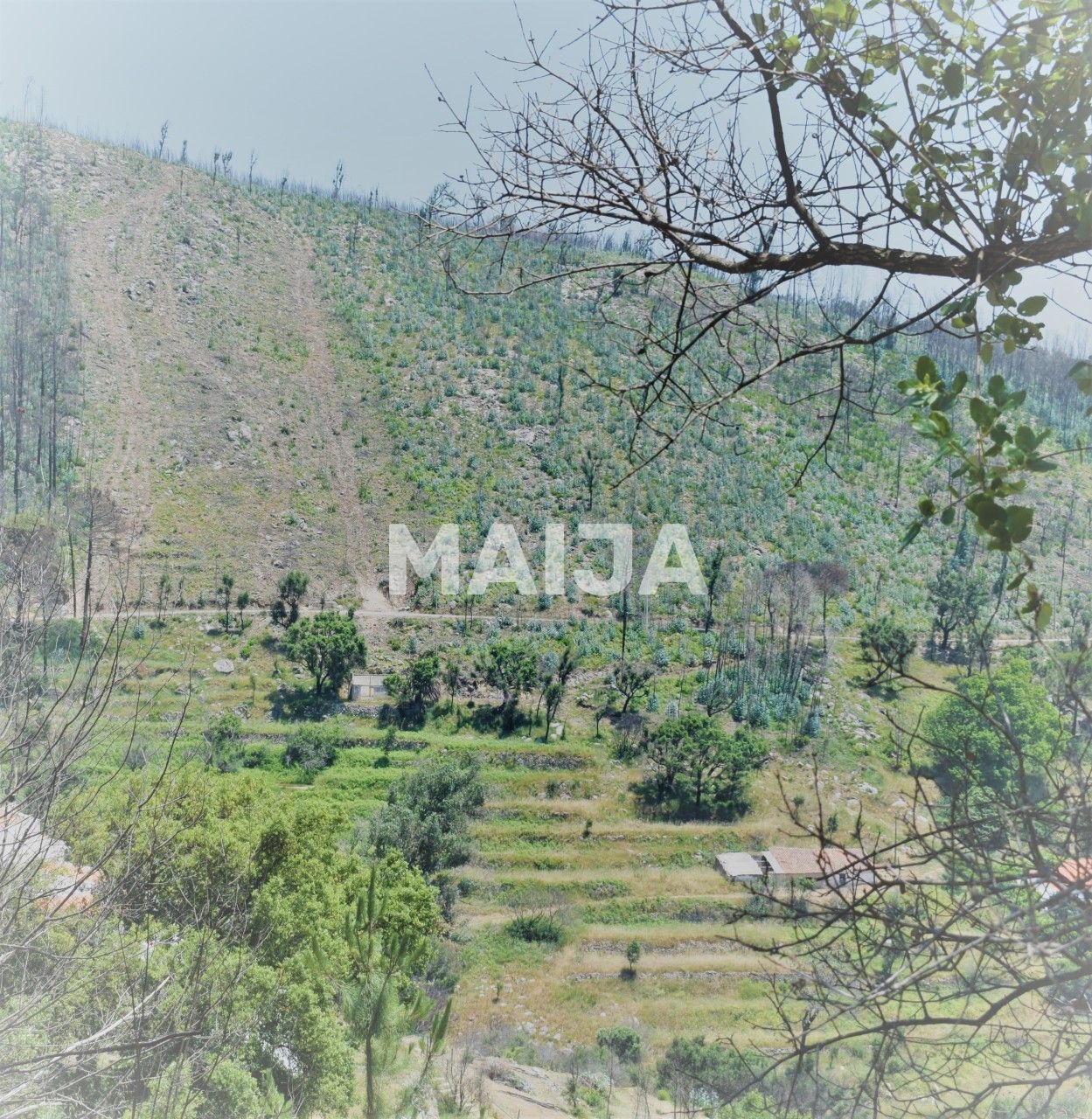 Land Açor, Portugal, 16 440 m² - picture 2