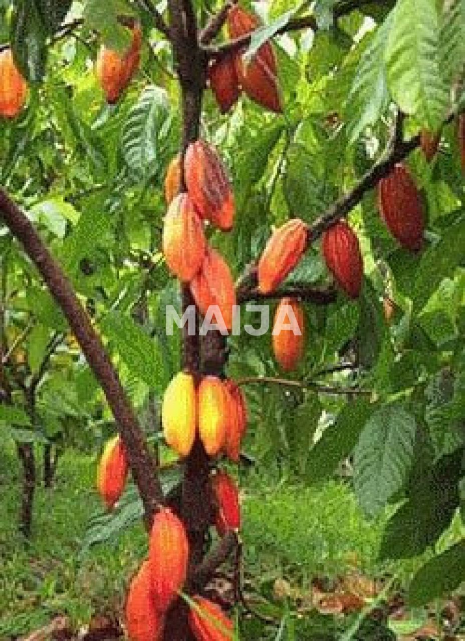 Industrial en Gaspar Hernández, República Dominicana, 4 340 000 m² - imagen 13