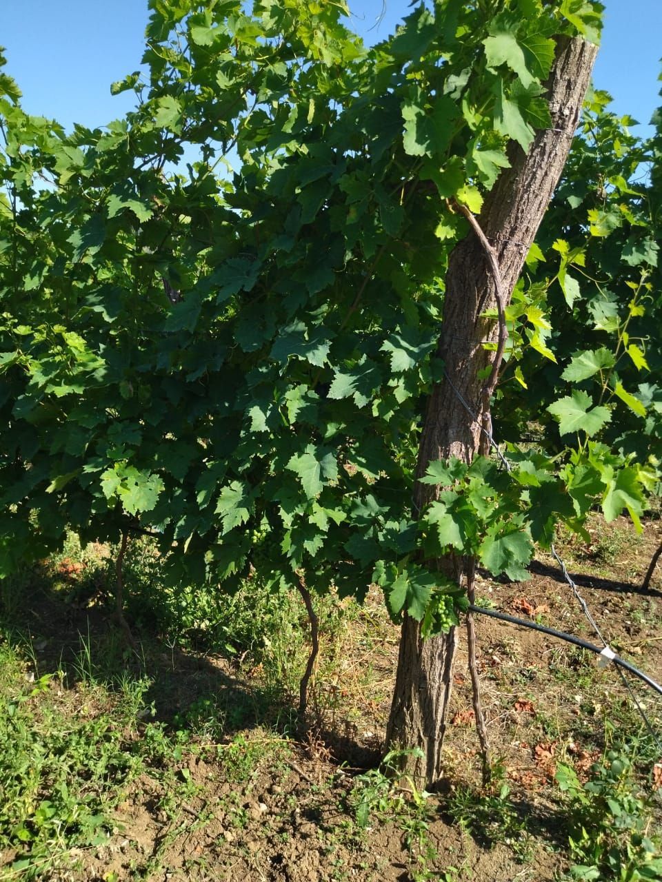 Terreno a Danilovgrad, Montenegro, 10 000 m2 - foto 9