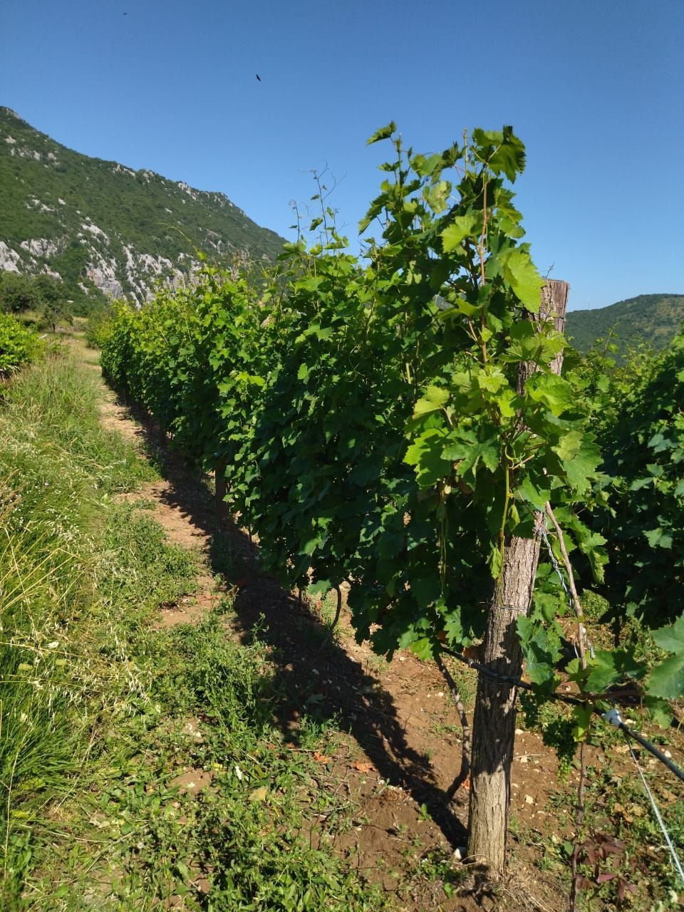 Terreno a Danilovgrad, Montenegro, 10 000 m2 - foto 15
