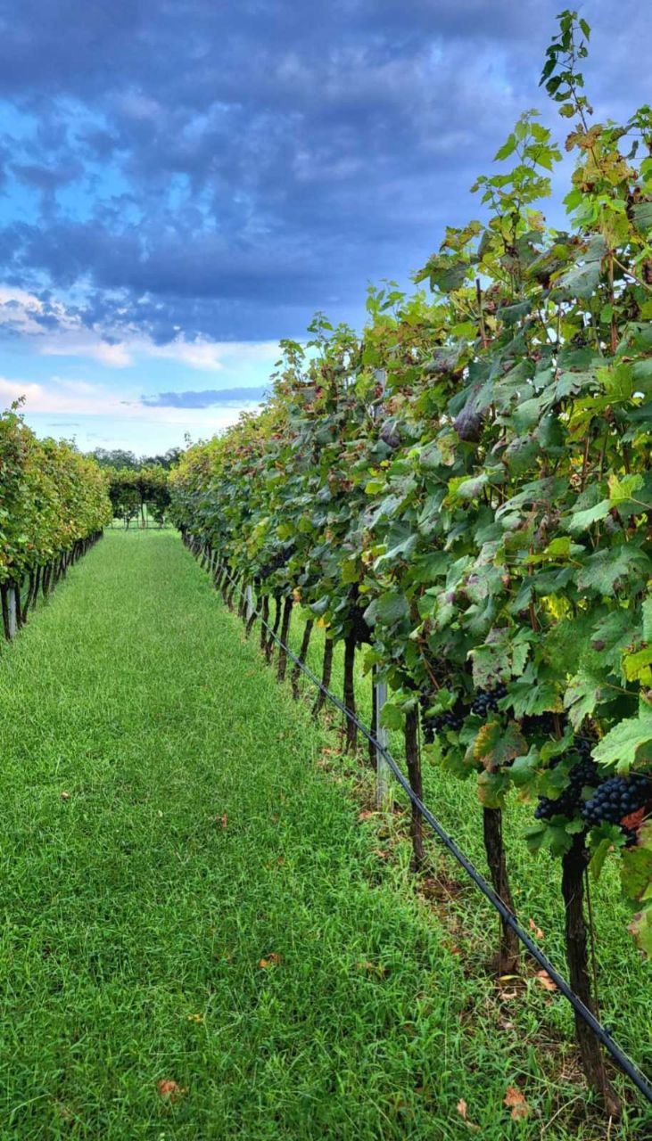 Biens commerciaux à Danilovgrad, Monténégro, 6 000 m² - image 4