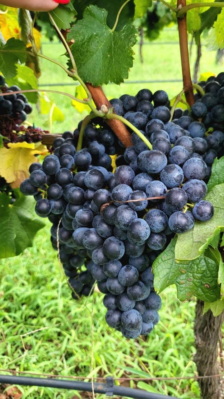 Biens commerciaux à Danilovgrad, Monténégro, 6 000 m² - image 12