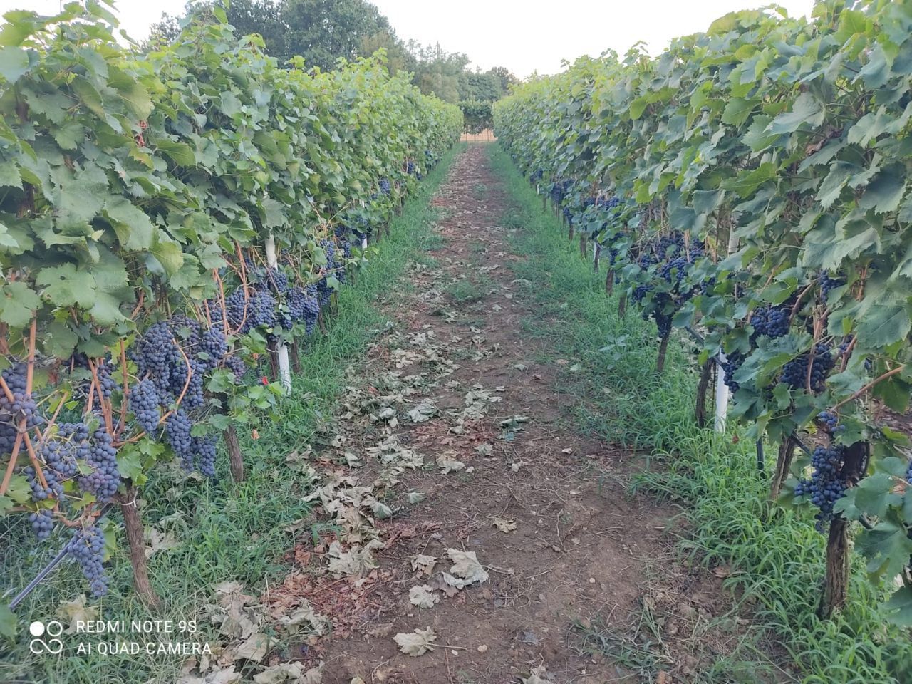 Biens commerciaux à Danilovgrad, Monténégro, 6 000 m² - image 16