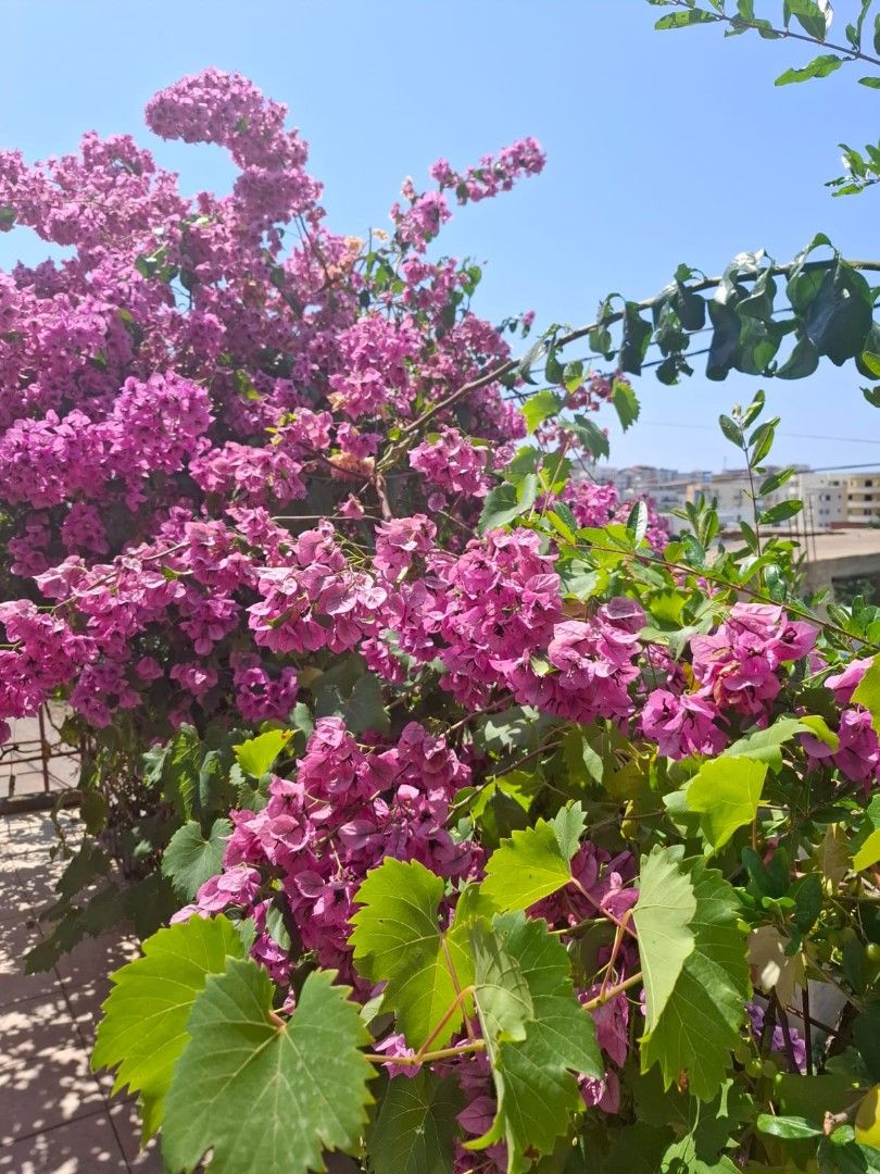 Casa en Dobra Voda, Montenegro, 115 m² - imagen 5