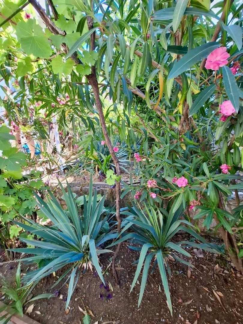 Casa en Dobra Voda, Montenegro, 115 m² - imagen 6