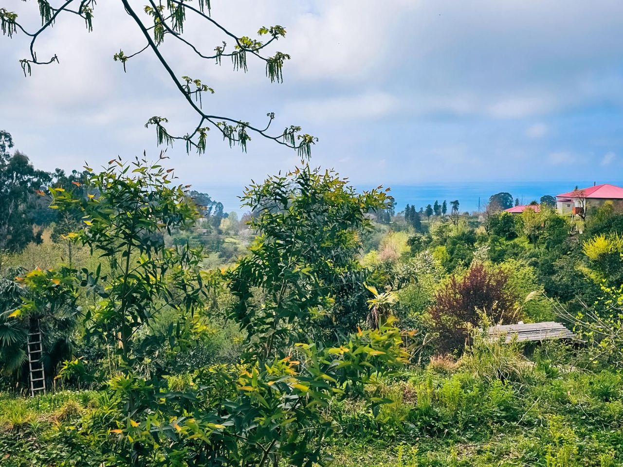 Terrain à Batoumi, Géorgie, 2 000 m² - image 11