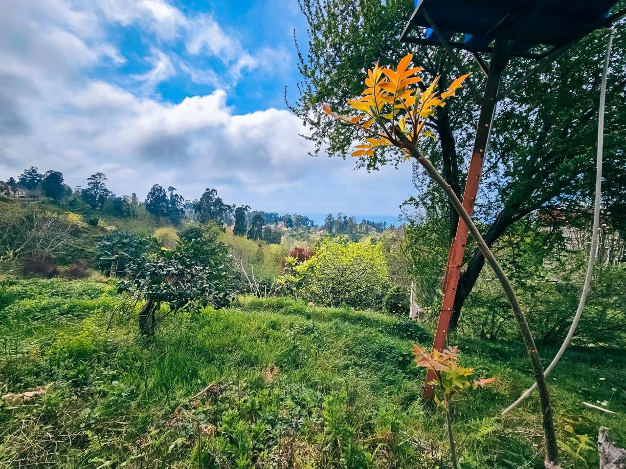 Terrain à Batoumi, Géorgie, 2 000 m² - image 7