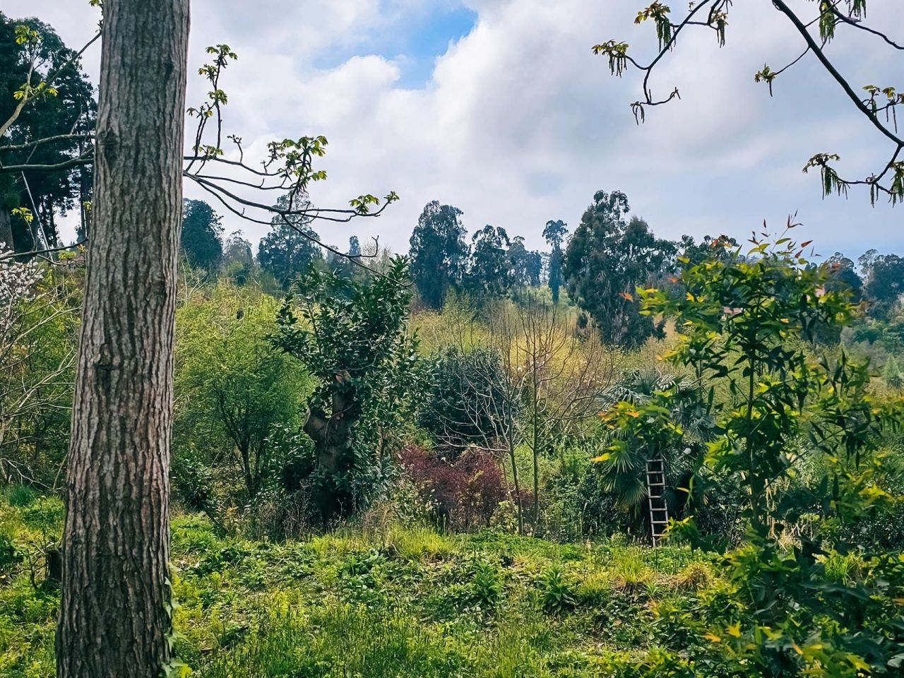 Terrain à Batoumi, Géorgie, 2 000 m² - image 12