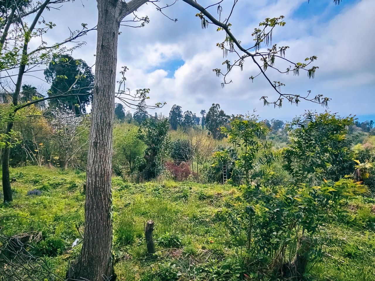 Terrain à Batoumi, Géorgie, 2 000 m² - image 13
