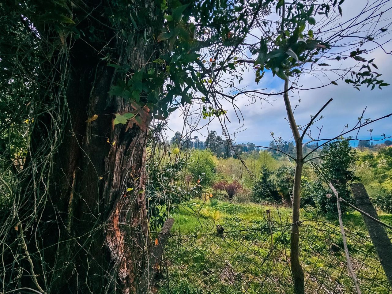 Terrain à Batoumi, Géorgie, 2 000 m² - image 9