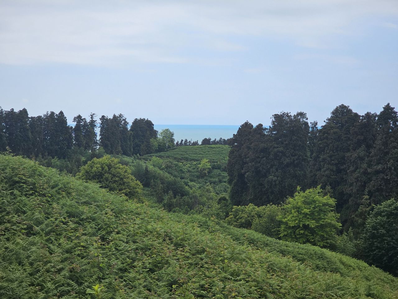 Terrain à Batoumi, Géorgie, 5 550 m² - image 1