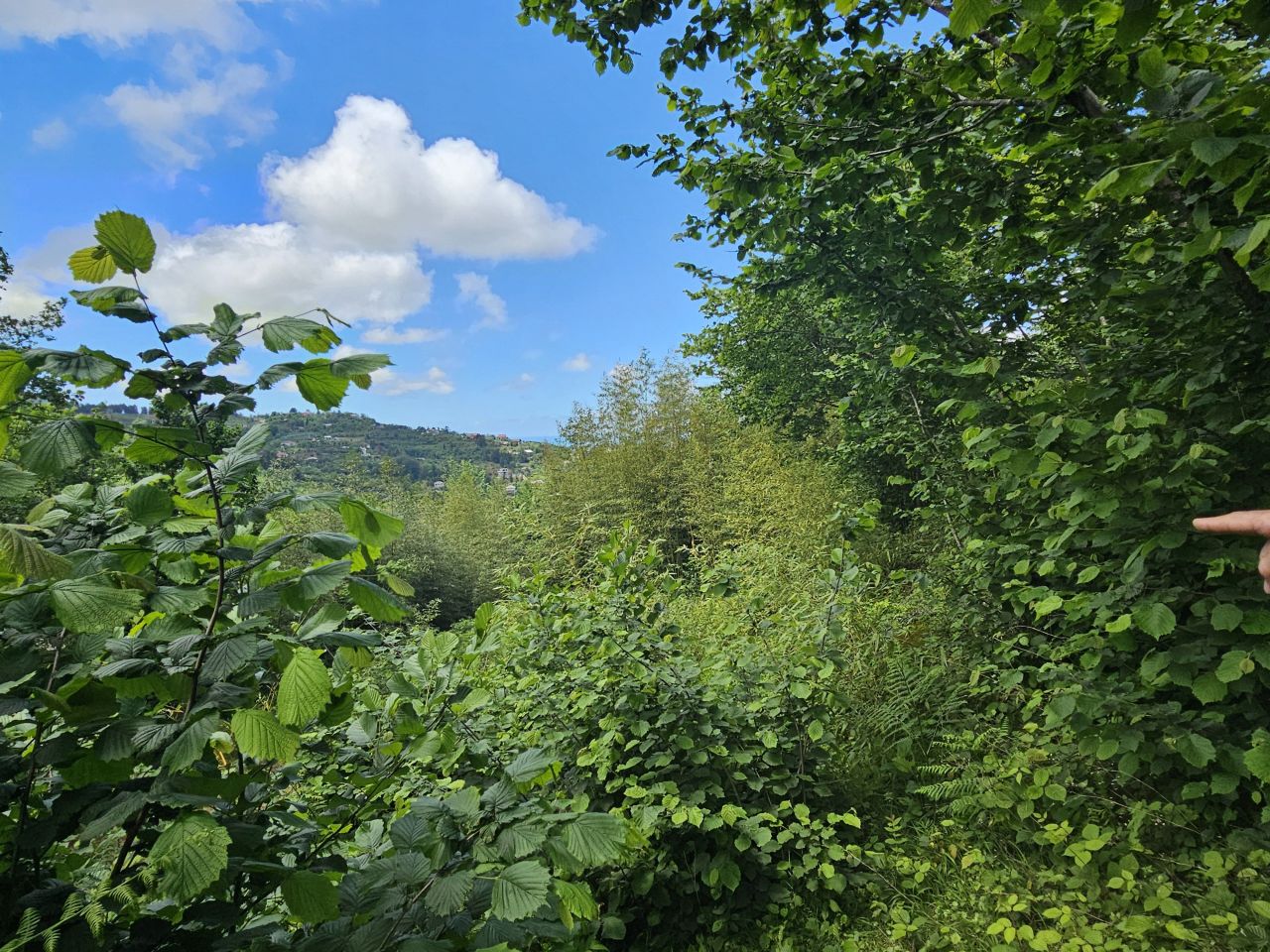 Land in Batumi, Georgia, 2 300 m² - picture 3