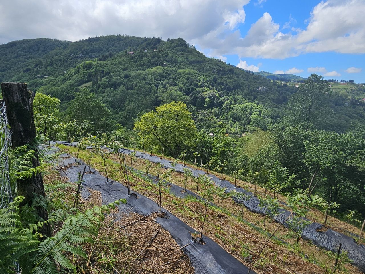 Land in Batumi, Georgia, 2 300 m² - picture 12