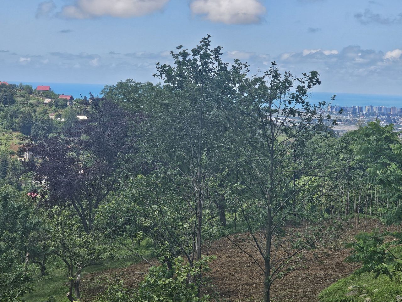 Land in Batumi, Georgia, 2 300 m² - picture 10