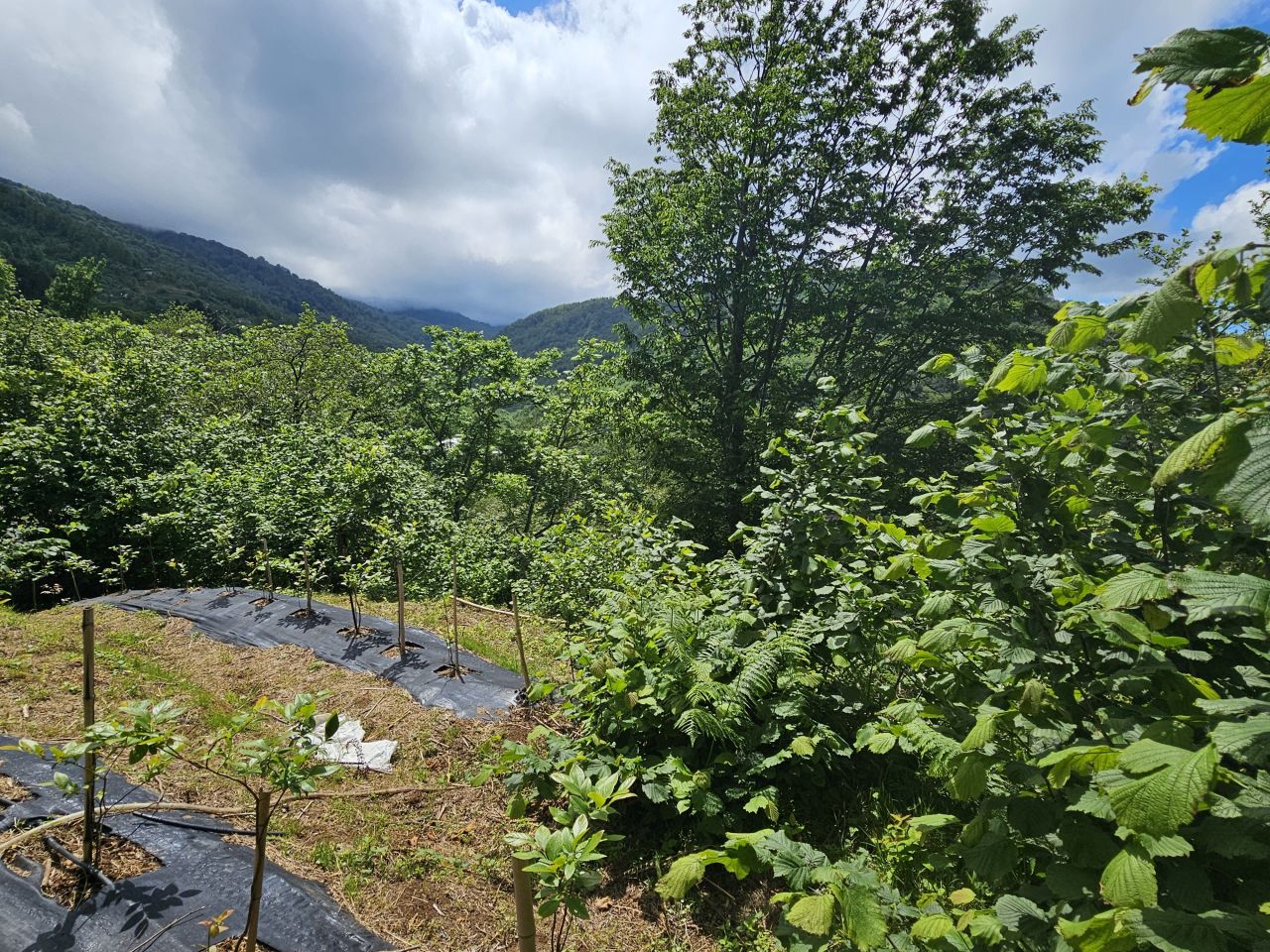 Land in Batumi, Georgia, 2 300 m² - picture 5