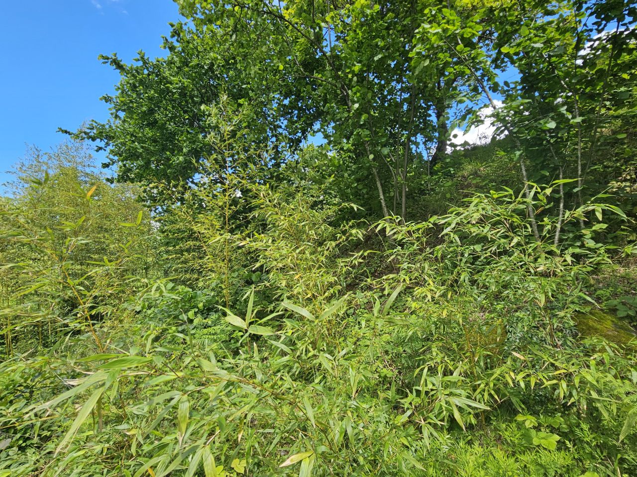 Land in Batumi, Georgia, 2 300 m² - picture 4