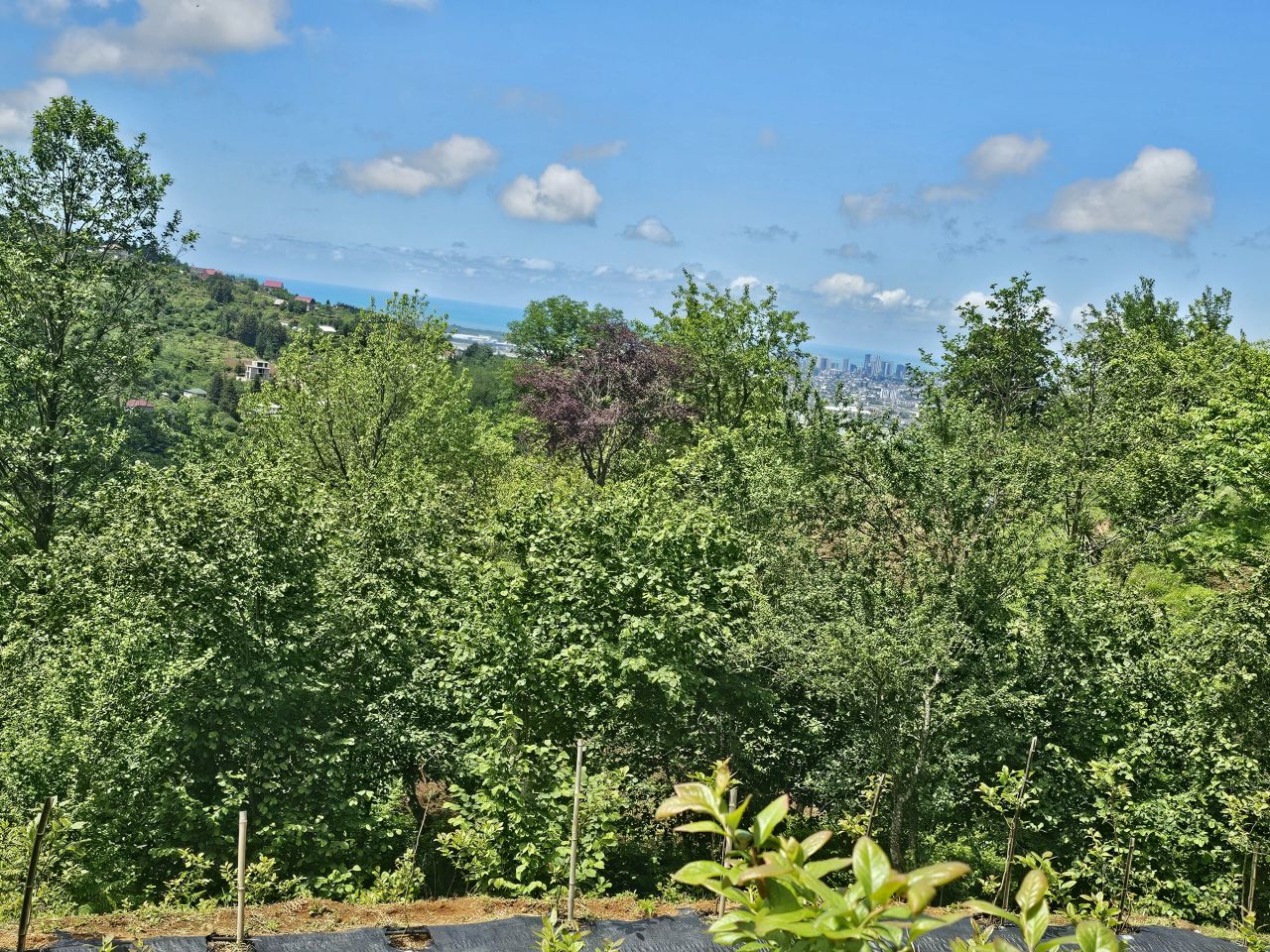 Land in Batumi, Georgia, 2 300 m² - picture 14