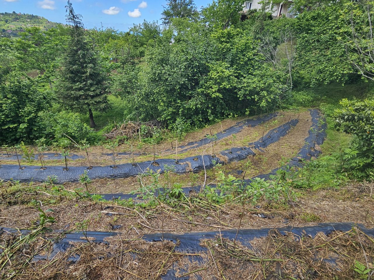 Land in Batumi, Georgia, 2 300 m² - picture 9