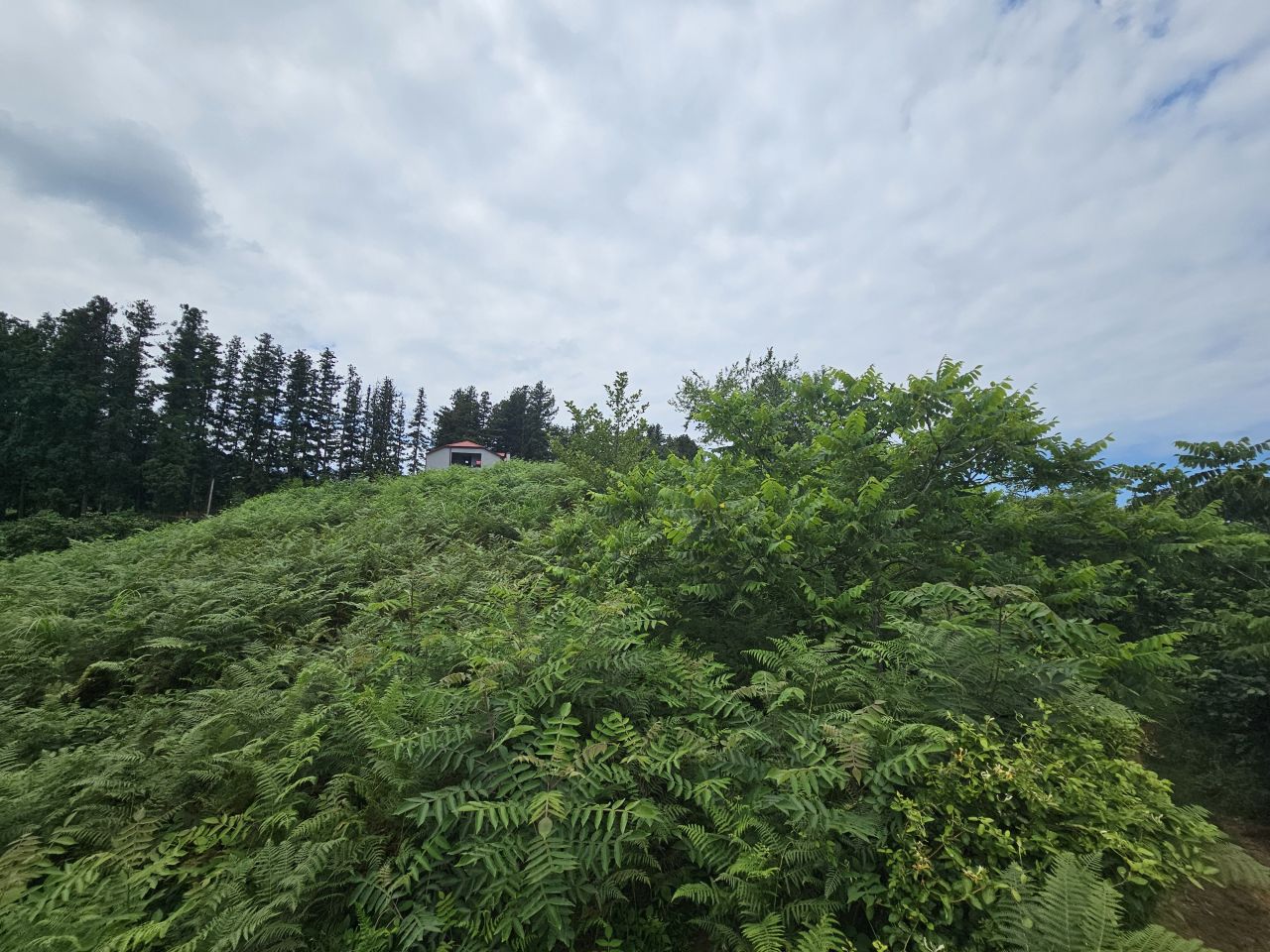 Land in Batumi, Georgia, 3 300 m² - picture 6