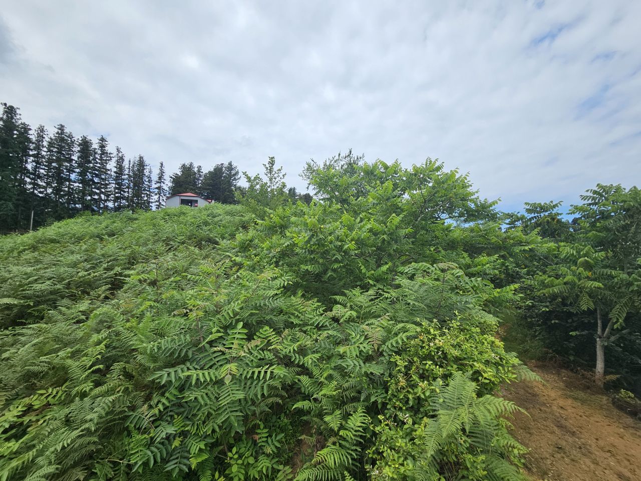 Land in Batumi, Georgia, 3 300 m² - picture 7