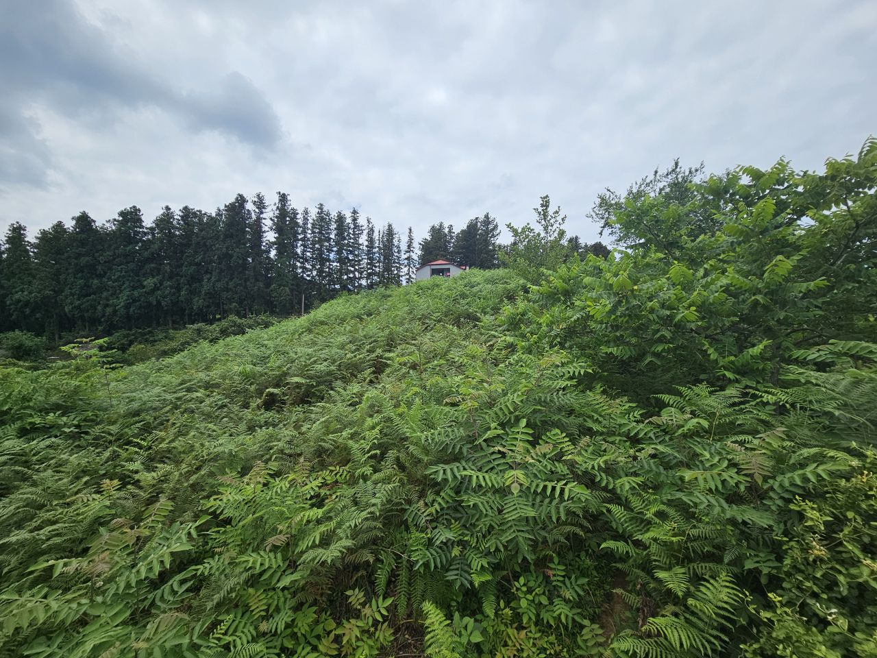 Land in Batumi, Georgia, 3 300 m² - picture 8