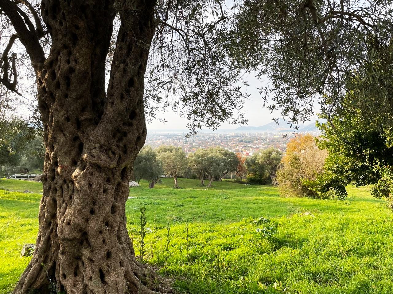 Flat in Bar, Montenegro, 76 m² - picture 16