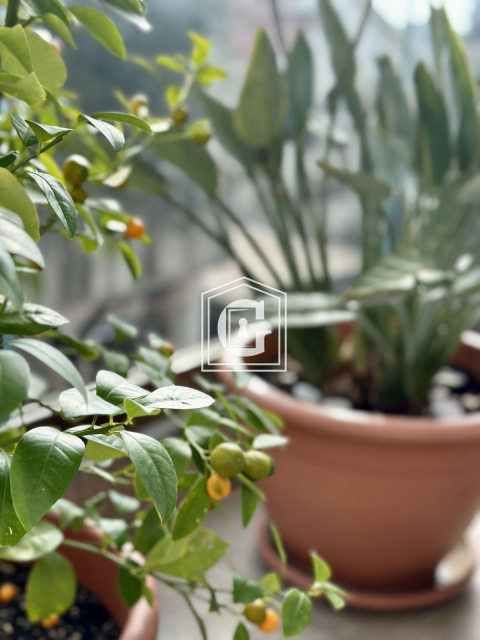 Apartment in Budva, Montenegro, 40 m² - Foto 7