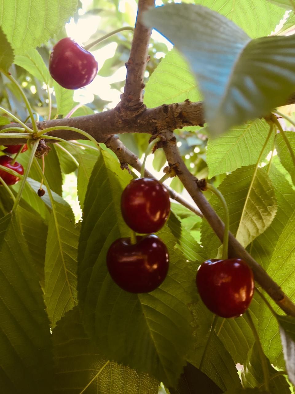 Haus in Györ, Ungarn, 240 m² - Foto 6