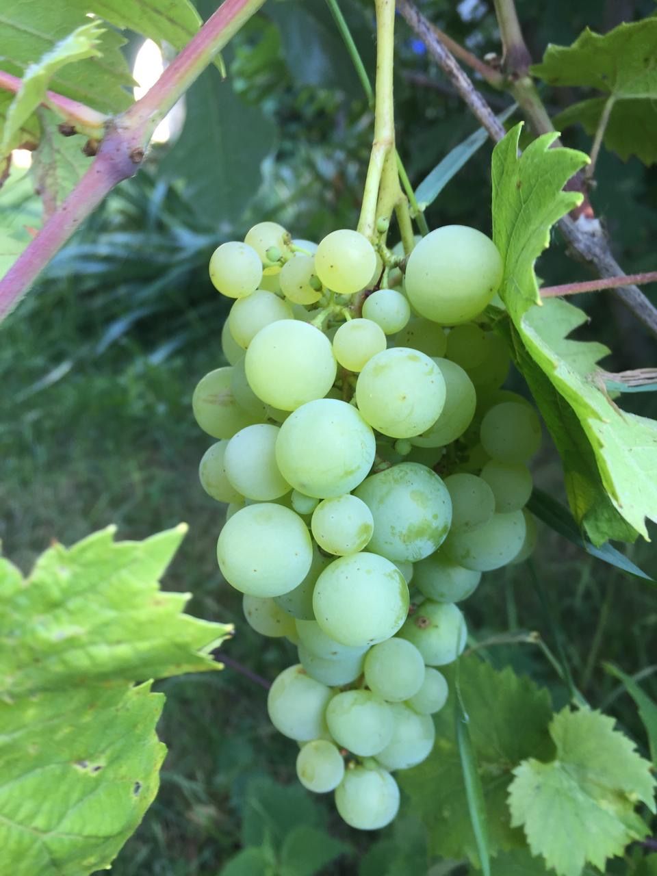 Haus in Györ, Ungarn, 240 m² - Foto 2