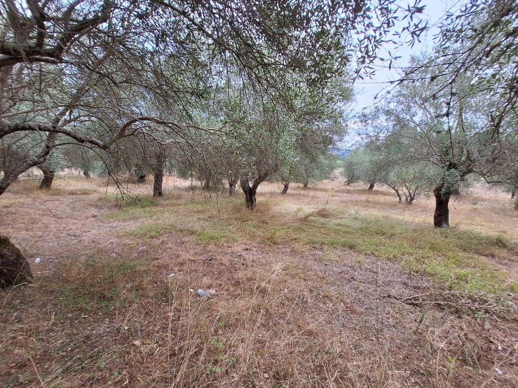 Land in Corfu, Greece, 5 500 m² - picture 2