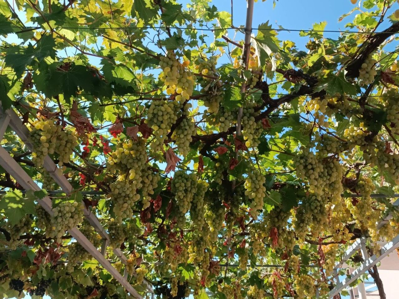 Haus in Bar, Montenegro, 97 m² - Foto 11