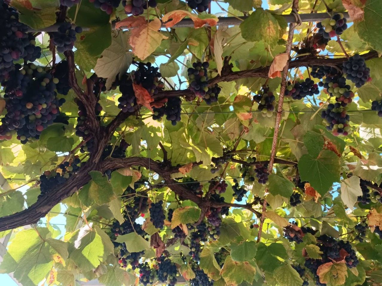 Haus in Bar, Montenegro, 97 m² - Foto 12